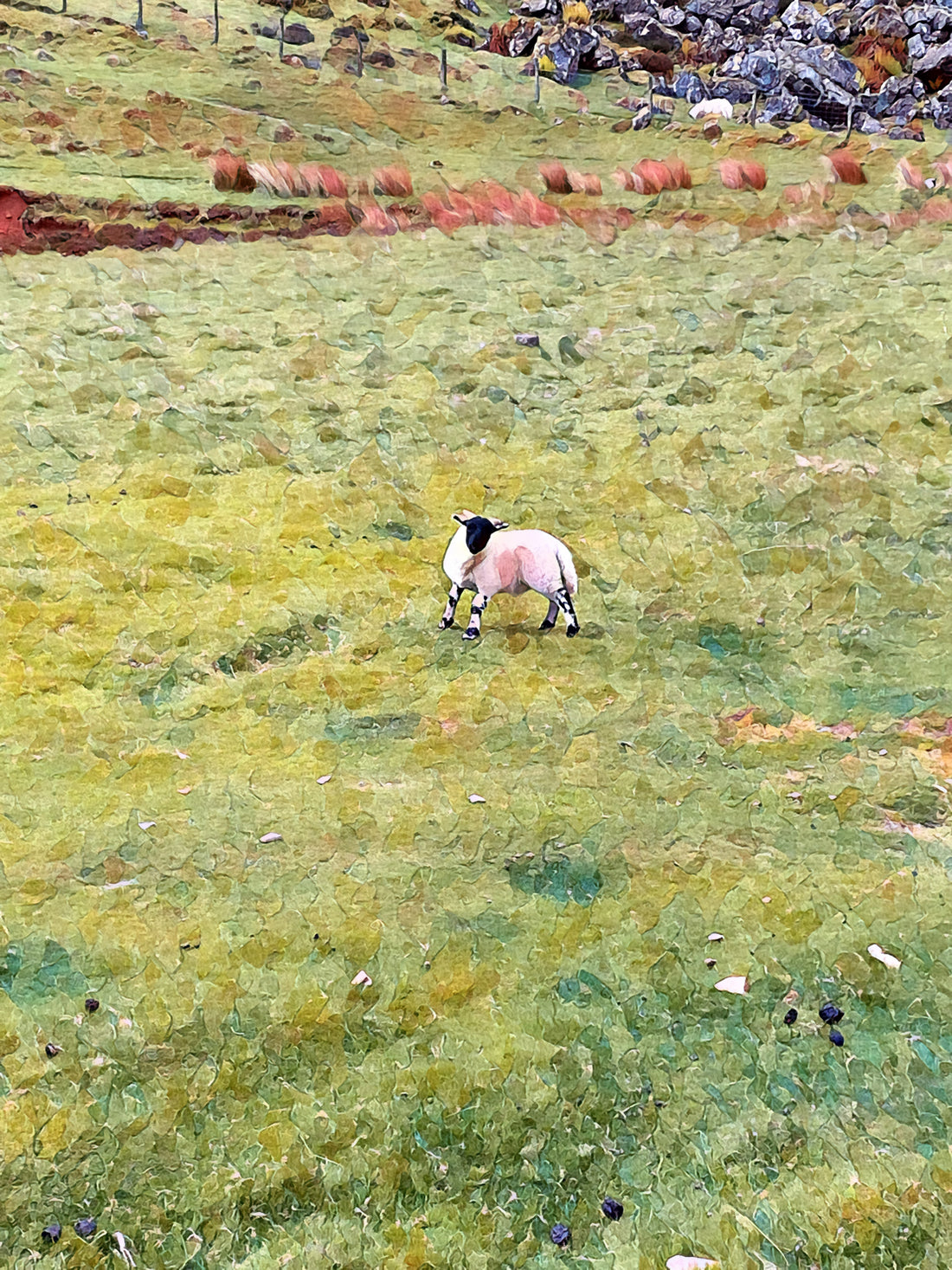Lamb in the Pentland Hills